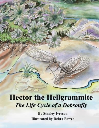 Hector the Hellgrammite: The Life Cycle of a Dobsonfly