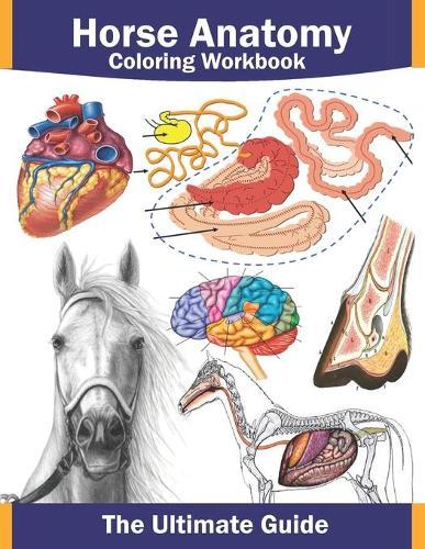 Horse anatomy coloring workbook: Horse anatomy coloring workbook with: horse facts, quizzes, various breeds, horse body and facial language... plus coloring pages, all in one book.