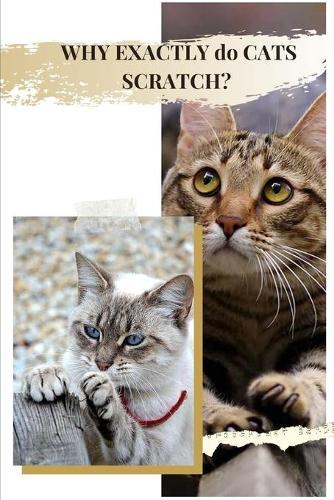 WHY EXACTLY d&#1086; CATS SCRATCH?: 7 Benefits Cats Reap from Scratching Things Up
