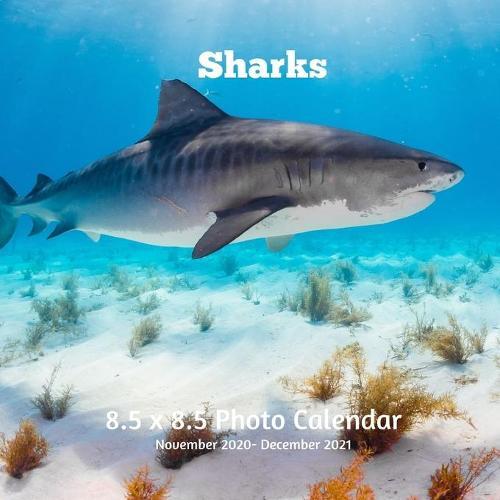 Sharks 8.5 X 8.5 Calendar November 2020 -December 2021: Monthly Calendar with U.S./UK/ Canadian/Christian/Jewish/Muslim Holidays - Marine Life
