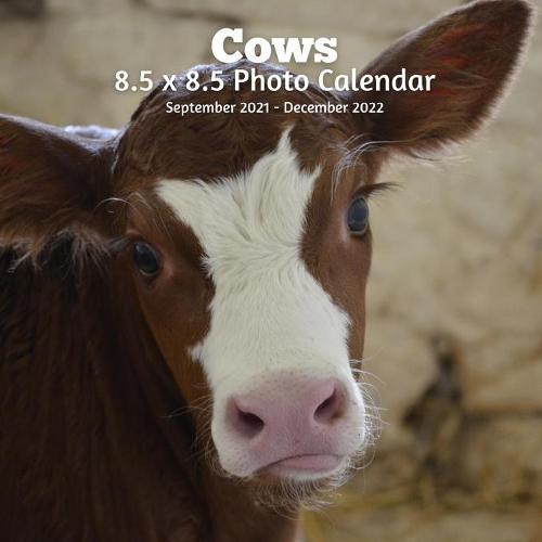 Cows 8.5 X 8.5 Calendar September 2021 - December 2022: Monthly Calendar with U.S./UK/ Canadian/Christian/Jewish/Muslim Holidays-Farm Animal Nature