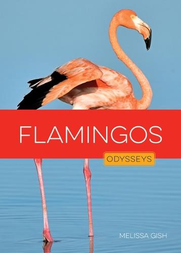Flamingos