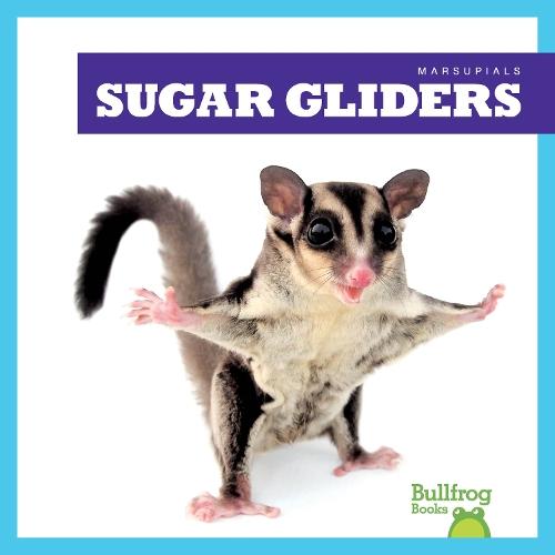 Sugar Gliders