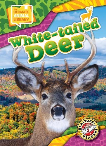 White-Tailed Deer