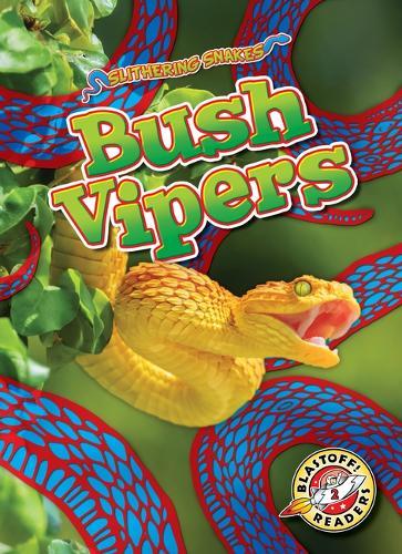 Bush Vipers