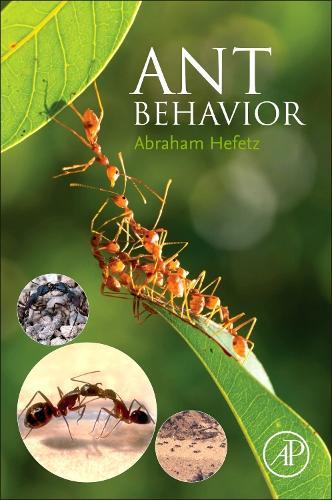 Ant Behavior