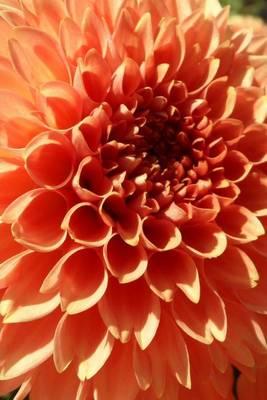 Pink Dahlia Blooming, for the Love of Flowers: Blank 150 Page Lined Journal for Your Thoughts, Ideas, and Inspiration