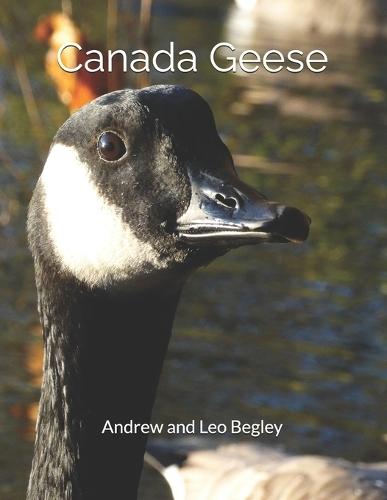 Canada Geese