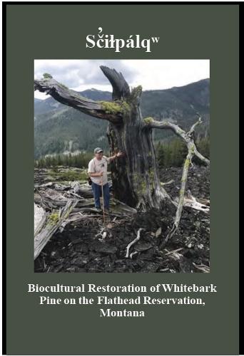 Sãiçpálî: Biocultural Restoration of Whitebark Pine on the Flathead Reservation, Montana