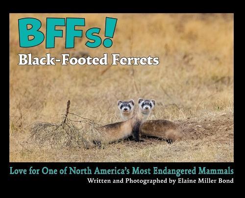 BFFs! Black-Footed Ferrets: Love for One of North Americas Most Endangered Species