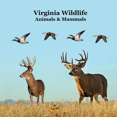 Virginia Animals and Mammals Kids Wildlife Book: Great Wildlife Book about Animals and Mammals in Virginia