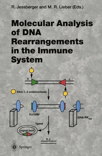 Molecular Analysis of DNA Rearrangements in the Immune System