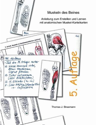 Muskeln des Beines: Anleitung zum Erstellen und Lernen mit anatomischen Muskel-Karteikarten
