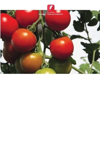 Enxertia de tomate para melhorar o rendimento e a qualidade na Tanzânia