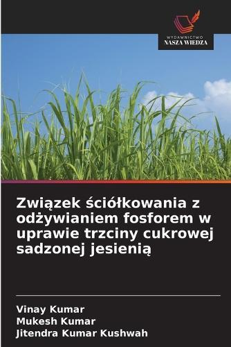 Zwi&#261;zek &#347;ciólkowania z od&#380;ywianiem fosforem w uprawie trzciny cukrowej sadzonej jesieni&#261;