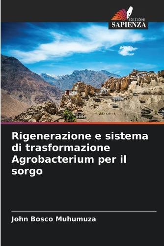 Rigenerazione e sistema di trasformazione Agrobacterium per il sorgo