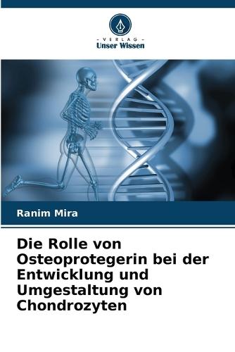 Die Rolle von Osteoprotegerin bei der Entwicklung und Umgestaltung von Chondrozyten