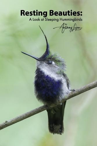 Resting Beauties: A Look at Sleeping Hummingbirds