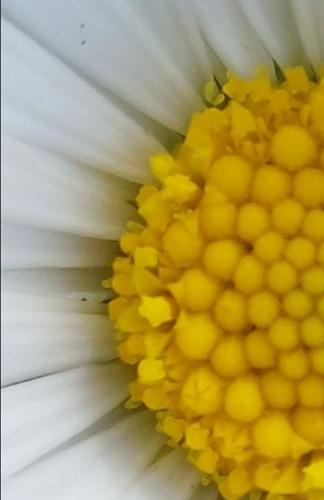 Flowers and wildflowers
